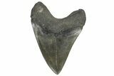 Fossil Megalodon Tooth - South Carolina #168008-1